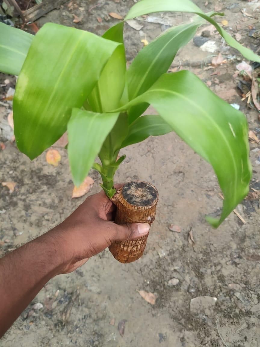 Brazilian Lucky Wood, Home Plant Decorations, Limited Time Special Offer Buy 1 Get 1 Free