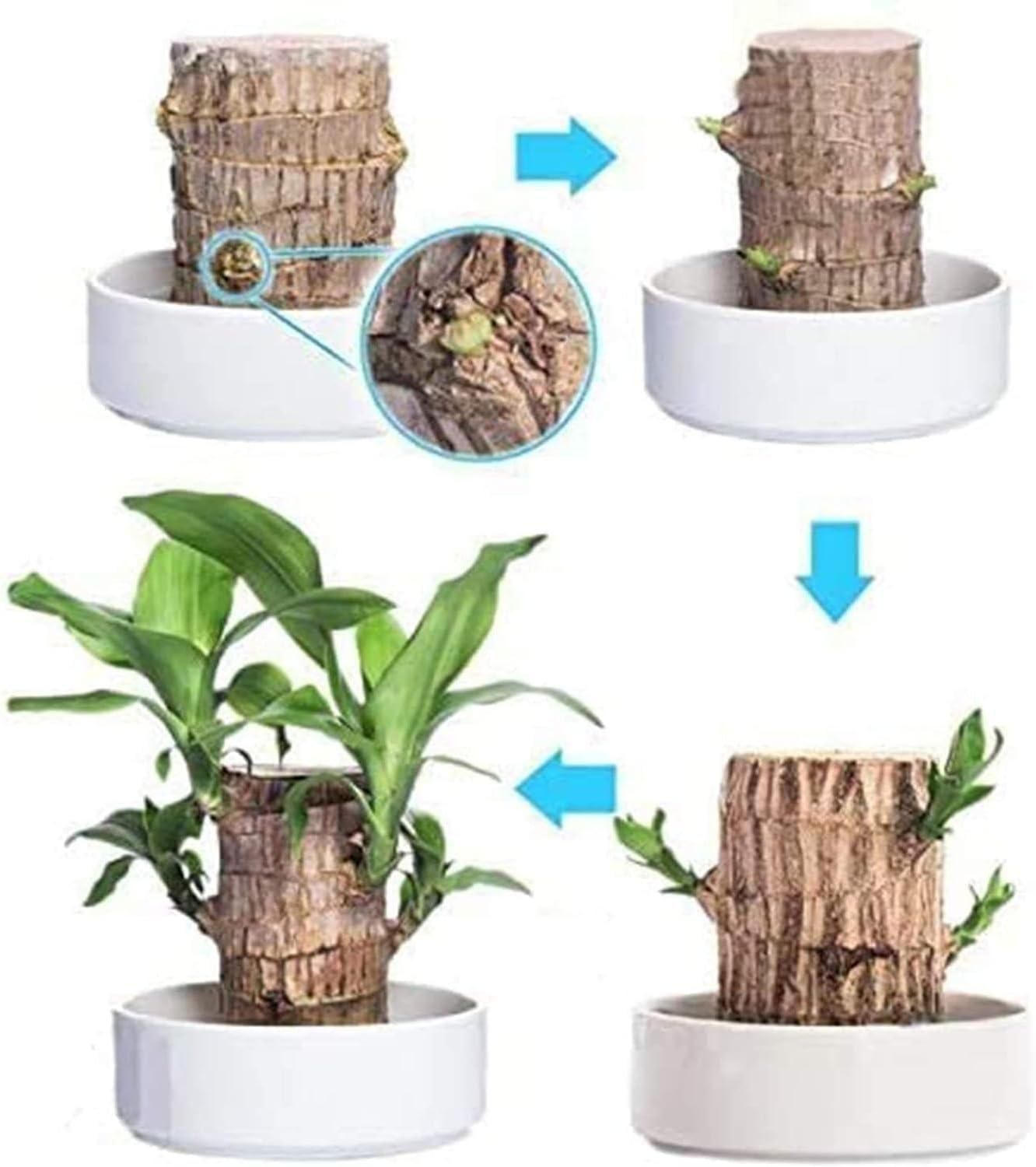Brazilian Lucky Wood, Home Plant Decorations, Limited Time Special Offer Buy 1 Get 1 Free