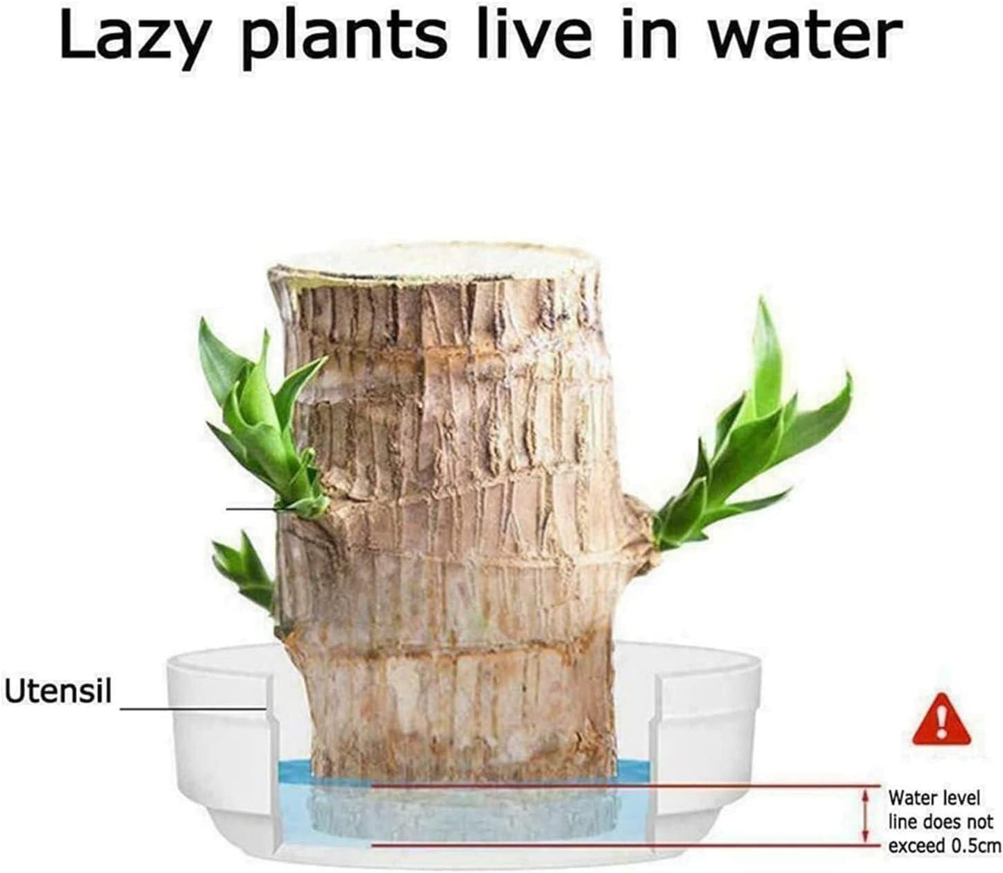 Brazilian Lucky Wood, Home Plant Decorations, Limited Time Special Offer Buy 1 Get 1 Free