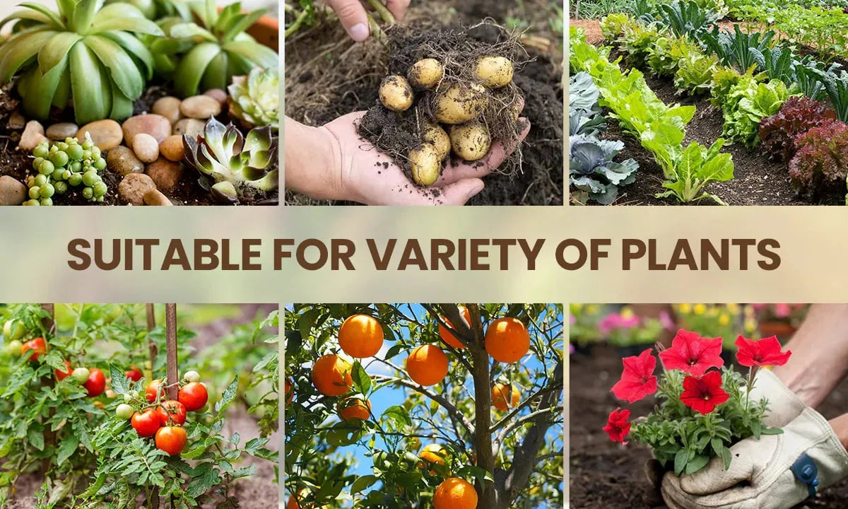 Soil Activated Treasure Premium Soil Activator 200gram (Pack of 2)