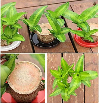 Brazilian Lucky Wood, Home Plant Decorations, Limited Time Special Offer Buy 1 Get 1 Free