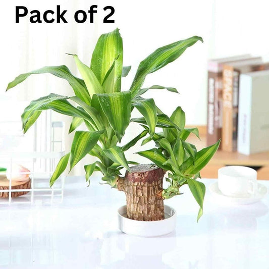 Brazilian Lucky Wood, Home Plant Decorations, Limited Time Special Offer Buy 1 Get 1 Free