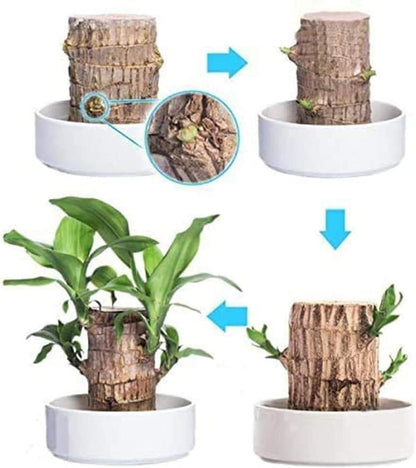 Brazilian Lucky Wood, Home Plant Decorations, Limited Time Special Offer Buy 1 Get 1 Free