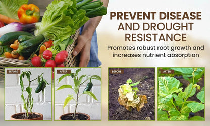 Soil Activated Treasure Premium Soil Activator 200gram (Pack of 2)